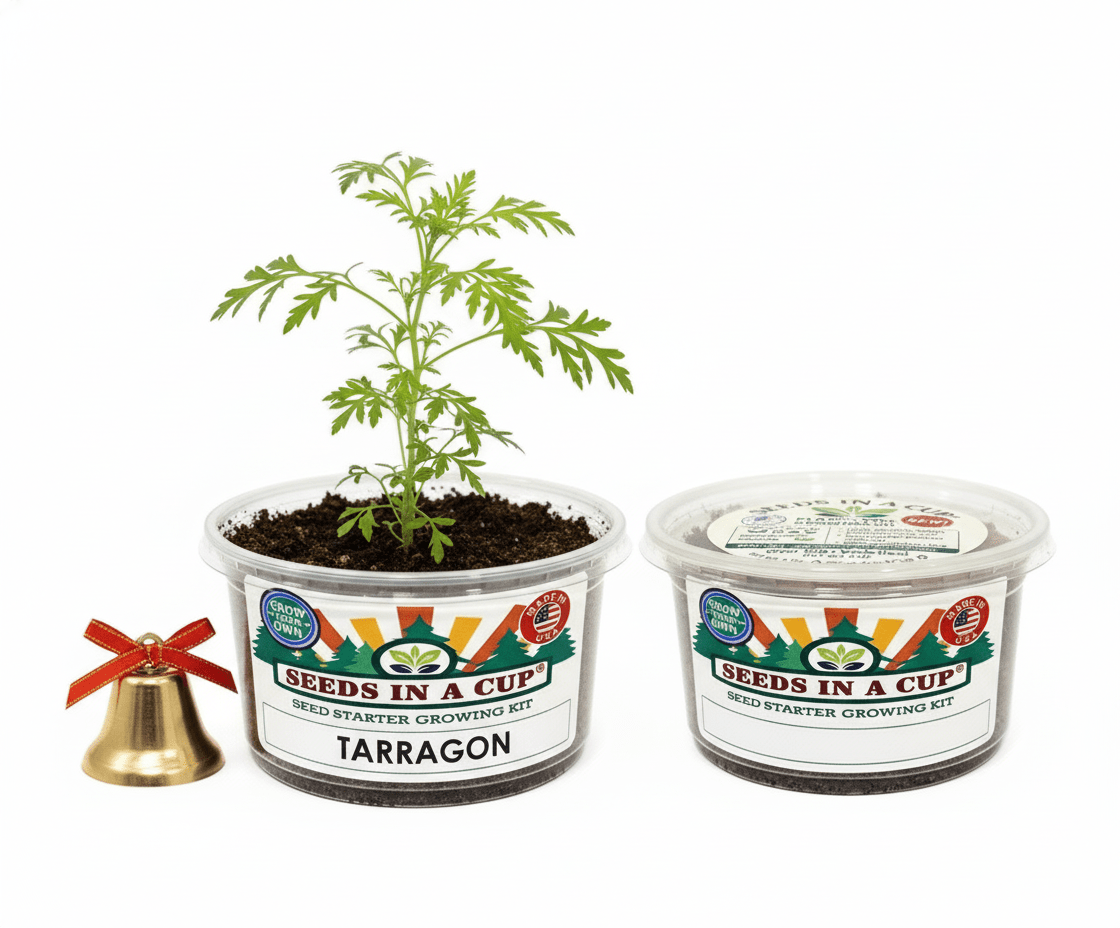 Mature Tarragon (Artemisia dracunculus) plant grown from Seeds In A Cup starter kit, demonstrating the nutrient-dense real soil growing system and high germination success rate.