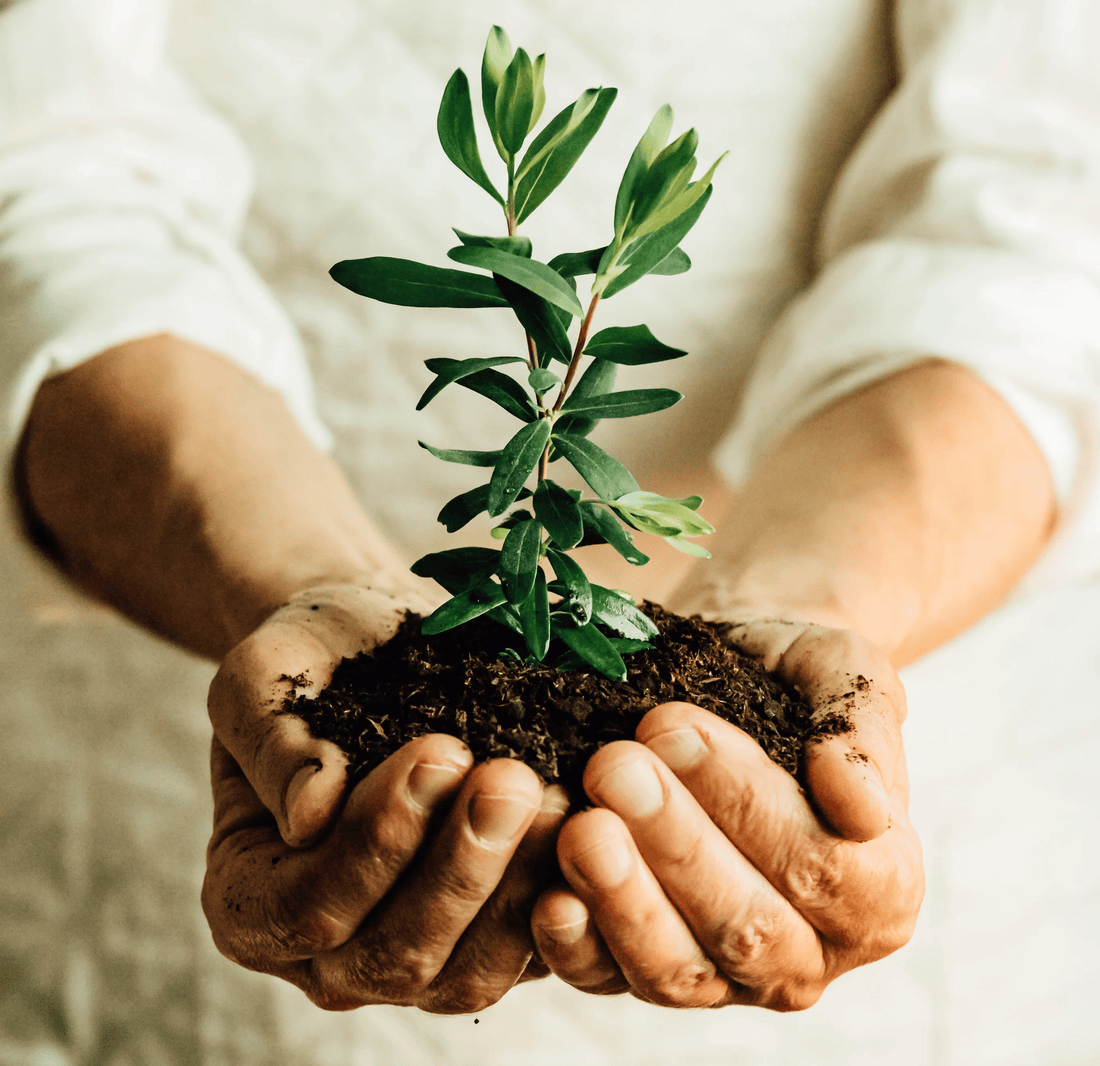 Experience the Easiest Way to Garden with Seeds In  A Cup! - Seeds In A Cup®
