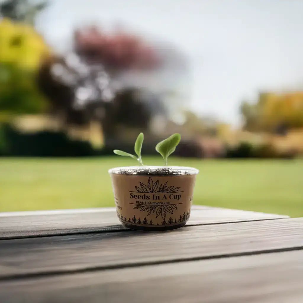 Grow Brussels Sprouts from Seed – Easy Step-by-Step Guide with Seeds In A Cup® Kits - Seeds In A Cup®