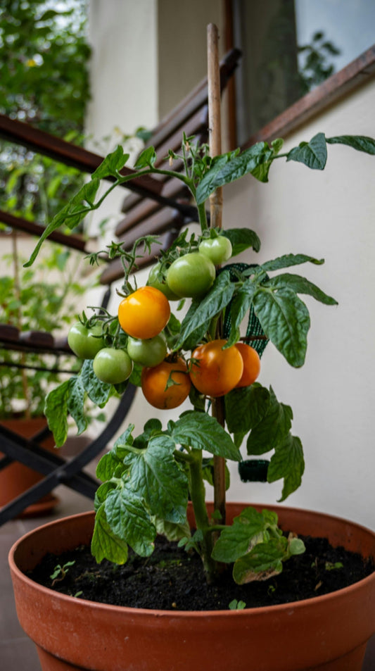 Grow Vegetables and Herbs in Pots Like a Pro: Instructions To Get The Most Out of Your Potted Garden! - Seeds In A Cup®