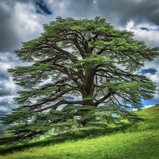 How To Grow a Cedar Tree From Seed. - Seeds In A Cup®