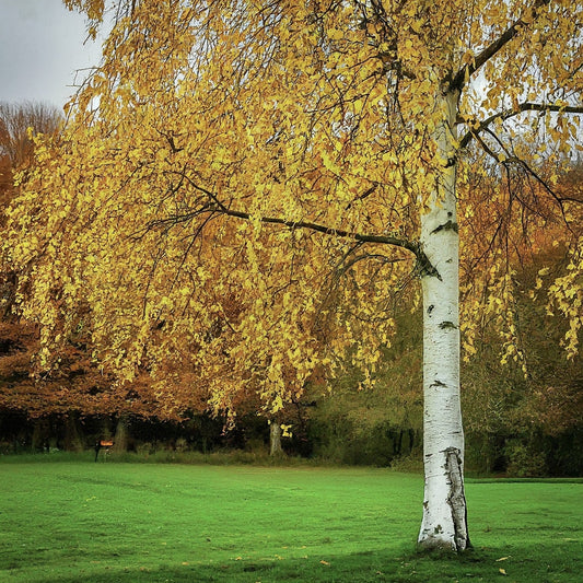 How To Grow A White Birch Tree From Seed. - Seeds In A Cup®