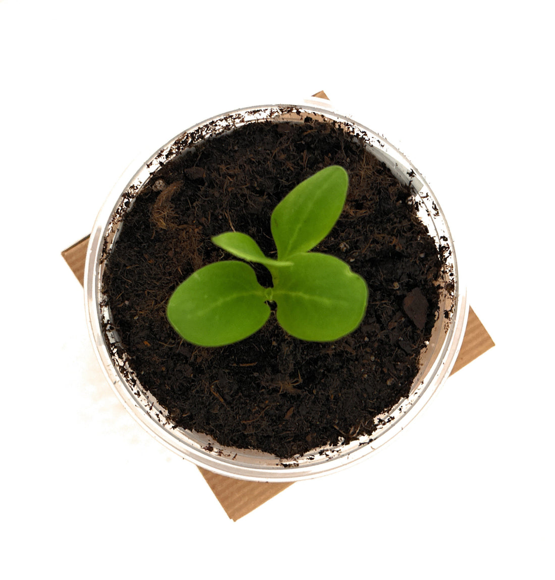 Improving Soil Quality for a Thriving Garden - Seeds In A Cup®