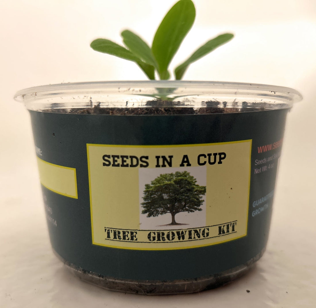 The Best Herbs and Vegetables to Plant in a Small Garden - Seeds In A Cup®
