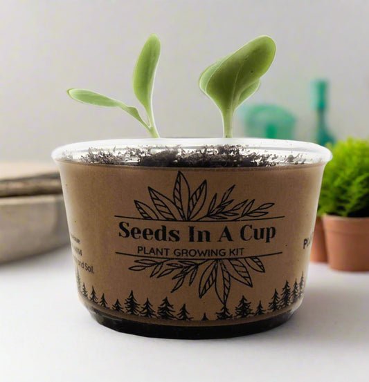 The Best Plants for Beginners to Start a Garden - Seeds In A Cup®