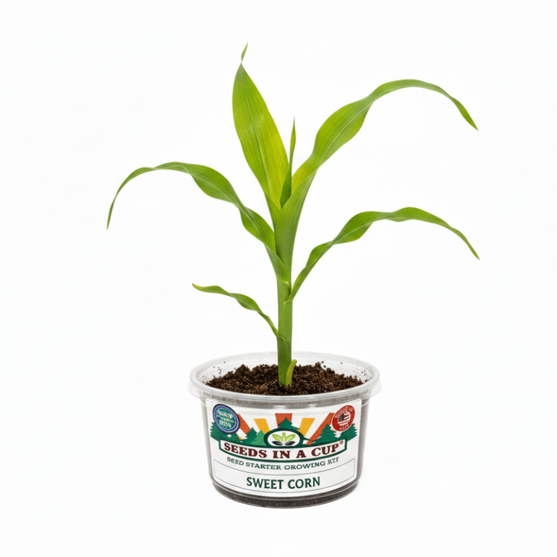 How to plant Sweet Corn (Zea mays var. saccharata) seeds: Step-by-step seed starting process using the Seeds In A Cup grow kit with real soil and moisture-retaining lid.