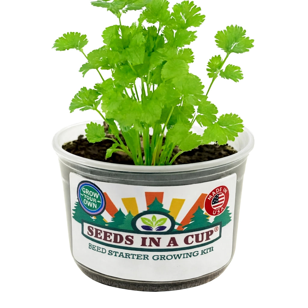 How to plant Cilantro / Coriander (Coriandrum sativum) seeds: Step-by-step seed starting process using the Seeds In A Cup grow kit with real soil and moisture-retaining lid.