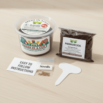 Healthy American Sycamore Tree (Platanus occidentalis) seedling in Seeds In A Cup recyclable planter. Demonstrates successful germination with real potting soil and non-GMO seeds.
