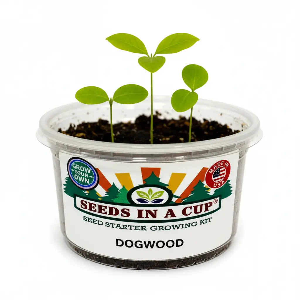 Healthy Dogwood Tree (Cornus florida) seedling growing in a Seeds In A Cup recyclable planter. Demonstrates successful germination using real potting soil and non-GMO seeds.