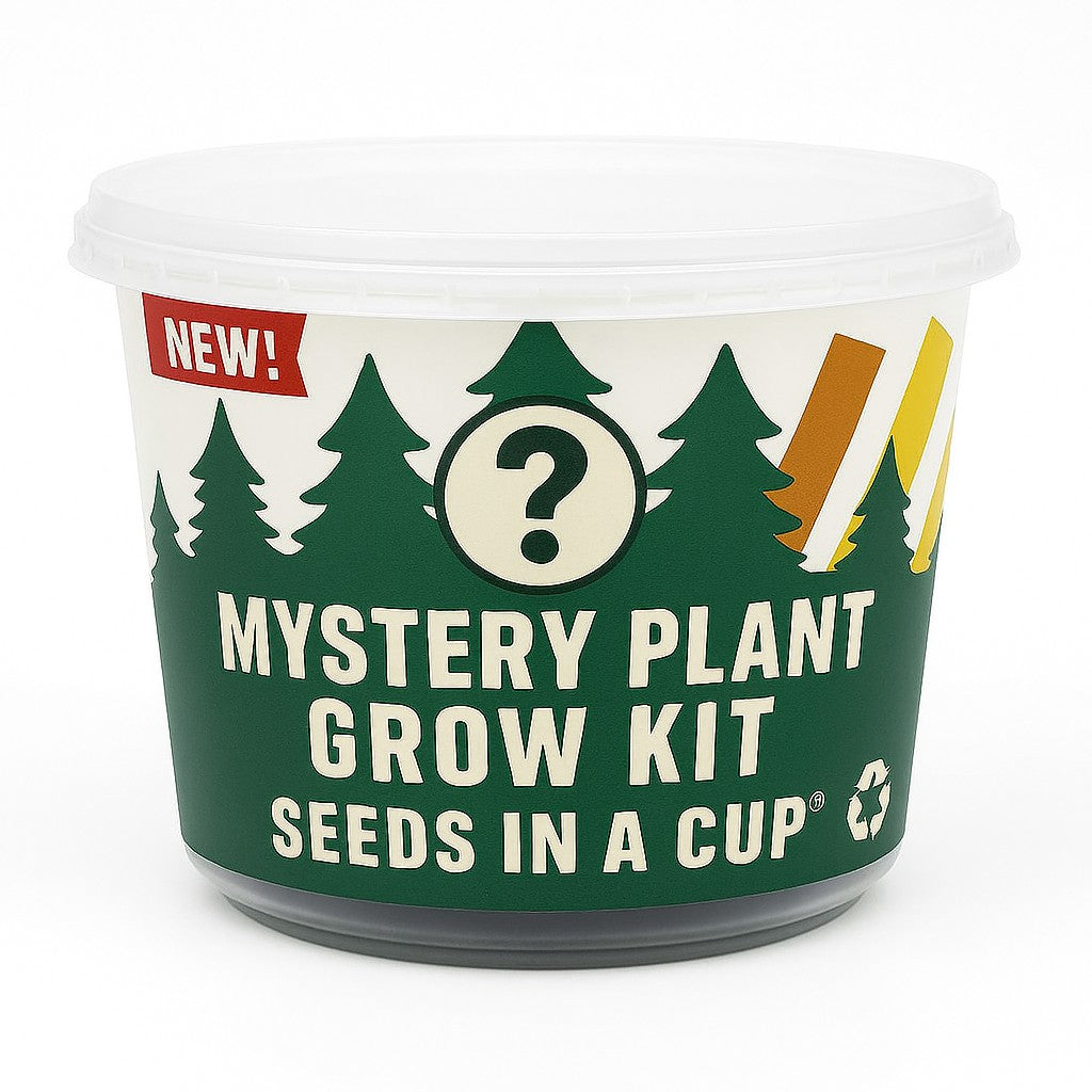 How to start your Seeds In A Cup Mystery Garden: Hydrating the real soil medium and sowing the mystery seeds. A perfect STEM educational project or eco-friendly gift for beginners that uses a moisture-retaining lid to create a germination micro-climate.