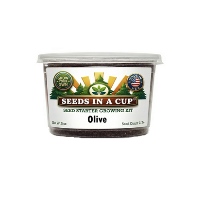 Olive tree grow kits for how to grow your own tree with ease