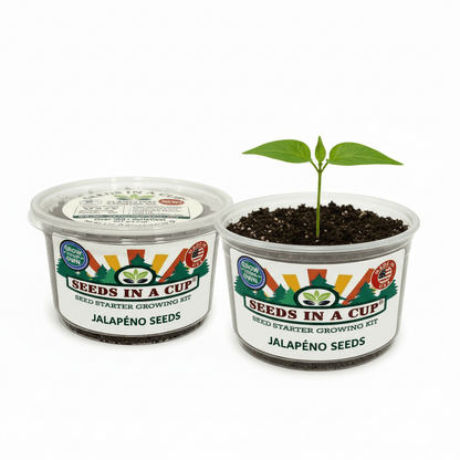 How to plant Cumin (Cuminum cyminum) seeds: Step-by-step seed starting process using the Seeds In A Cup grow kit with real soil and moisture-retaining lid.