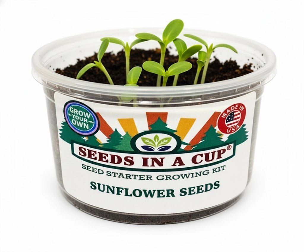How to plant Sunflower (Helianthus annuus) seeds: Step-by-step seed starting process using the Seeds In A Cup grow kit with real soil and moisture-retaining lid.