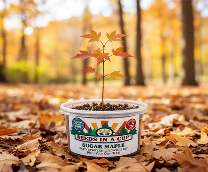 Healthy Sugar Maple Tree (Acer saccharum) seedling growing in a Seeds In A Cup recyclable planter. Demonstrates successful germination using real potting soil and non-GMO seeds.